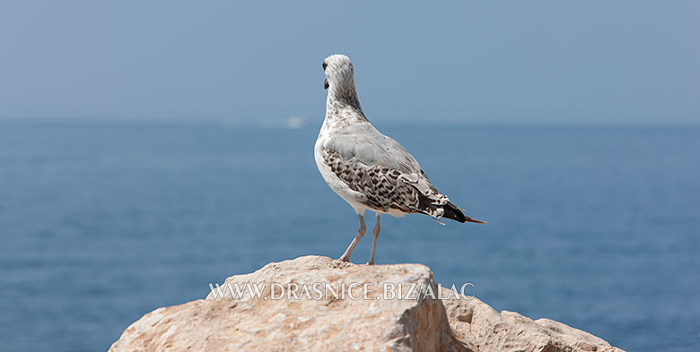 Seagull looking on open sea